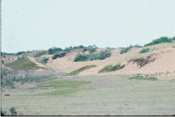 Partially active sand dune area