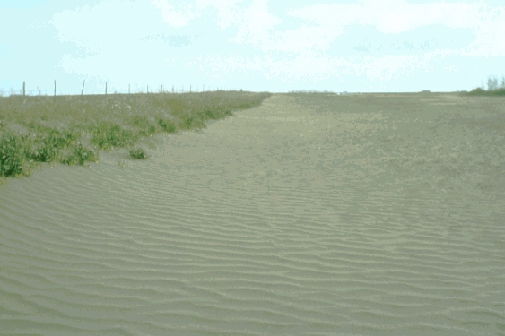 Sandy soils