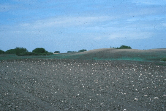 stony soil